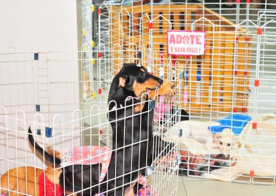 Campanha da Prefeitura de Nova Iguaçu disponibiliza mais 20 pets para adoção responsável neste sábado (4)
