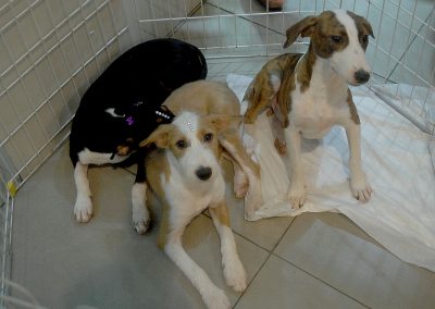 Campanha de adoção de animais da Prefeitura acontece neste domingo (12), no Shopping Nova Iguaçu