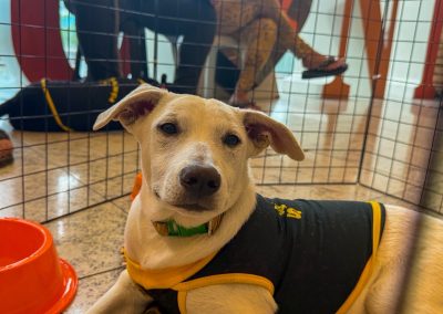 Campanha de adoção de animais da Prefeitura de Nova Iguaçu acontece neste sábado (3), no TopShopping