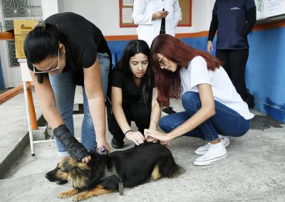 Nova Iguaçu vacina mais de 31 mil pets durante campanha antirrábica