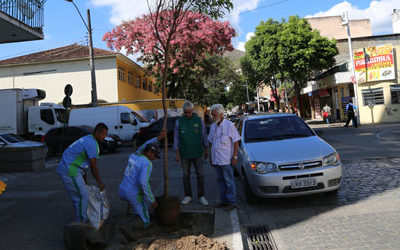 Centro de Nova Iguaçu ganha novas mudas de árvores