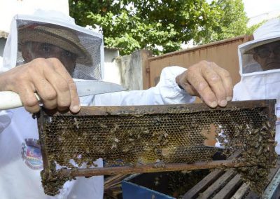 Nova Iguaçu retira abelhas e marimbondos gratuitamente