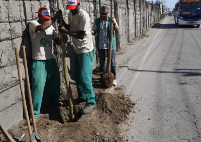 Prefeitura replanta mudas que foram depredadas por vândalos