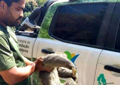 Agentes ambientais de Nova Iguaçu resgatam preguiça no bairro K11
