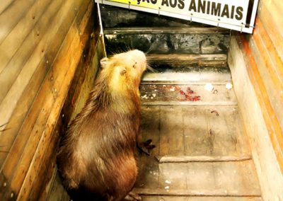 Defesa Civil captura capivara no Rancho Novo