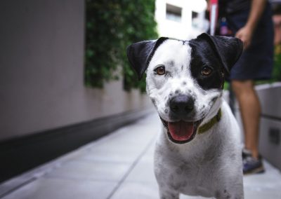 Sábado (10) é dia de vacinar cães e gatos em Nova Iguaçu