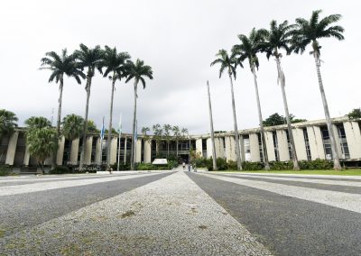 Prefeitura vai substituir palmeiras imperiais no Paço Municipal