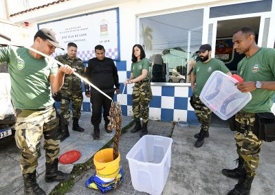 Jiboia e garça são flagradas pelas ruas de Nova Iguaçu e resgatadas pela Guarda Ambiental Municipal