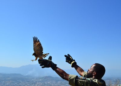 Guarda Ambiental de Nova Iguaçu devolve gavião-carijó à natureza
