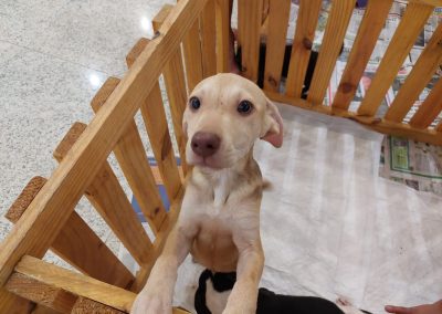 Feira de adoção de pets da Prefeitura de Nova Iguaçu completa um ano com mais de 120 animais encaminhados para novos lares