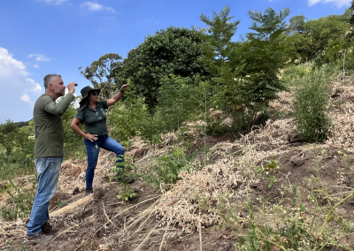 Nova Iguaçu promove ação de reflorestamento no Maciço Gericinó-Mendanha