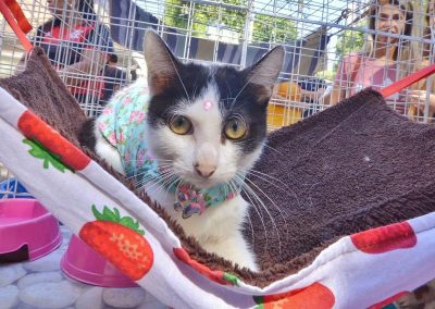 Nova Iguaçu promove mais uma edição da Feira de Adoção de Pets neste sábado (22)