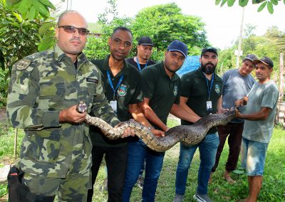 Guarda Municipal Ambiental de Nova Iguaçu devolve cobra jiboia resgatada ao seu habitat natural