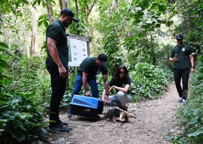 Guarda Municipal Ambiental de Nova Iguaçu devolve tamanduá resgatado ao seu habitat natural