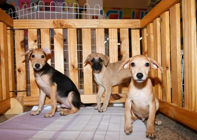 Feira Municipal de Adoção de Cães e Gatos chega ao Shopping Nova Iguaçu