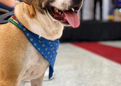 Feira de adoção tem desfile inédito de cães e gatos no Top Shopping