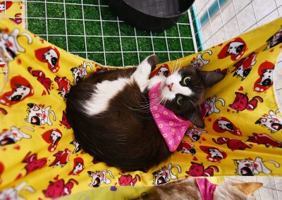 Nova Iguaçu promove 19ª Feira Municipal de Adoção de Cães e Gatos