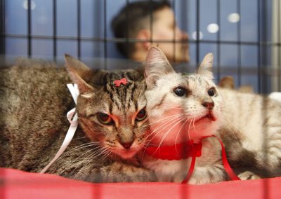 Prefeitura de Nova Iguaçu realiza terceira campanha de adoção de animais de 2026 no Top Shopping