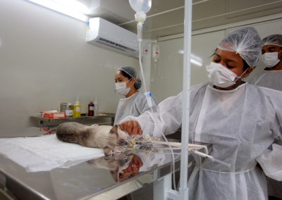 Prefeitura de Nova Iguaçu amplia proteção animal com 260 cirurgias gratuitas no bairro Monte Líbano