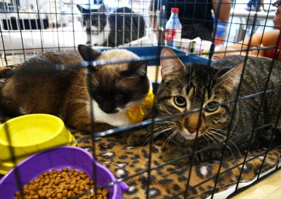 Seleção de quatro patas: 23 pets entram em campo em busca de um novo lar em Nova Iguaçu