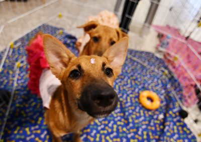 Campanha de adoção de animais da Prefeitura acontece neste domingo (21) no Shopping Nova Iguaçu