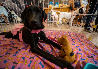 Shopping Nova Iguaçu recebe campanha de adoção de cães e gatos no domingo (18)