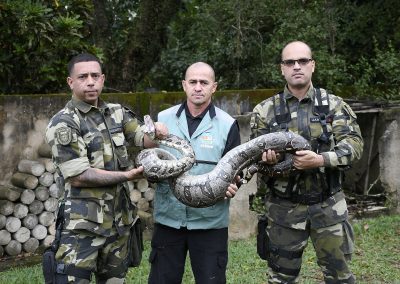 Jiboia é resgatada pela Guarda Ambiental de Nova Iguaçu em fazenda de Tinguá