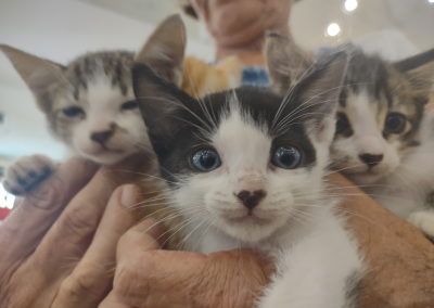 Nova Iguaçu realiza feira de adoção de pets nesta sexta-feira (30)